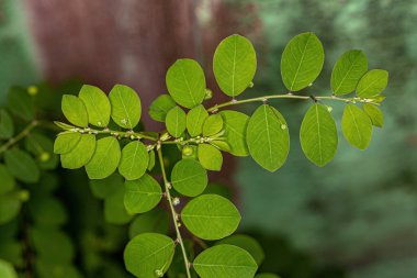 Maskarene Adası Yaprak Çiçeği Çiçeği. Çiçekli ve meyveli Phyllanthus tenellus.