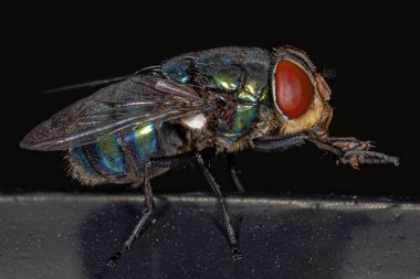 Yetişkin Esineği Chrysomya cinsi