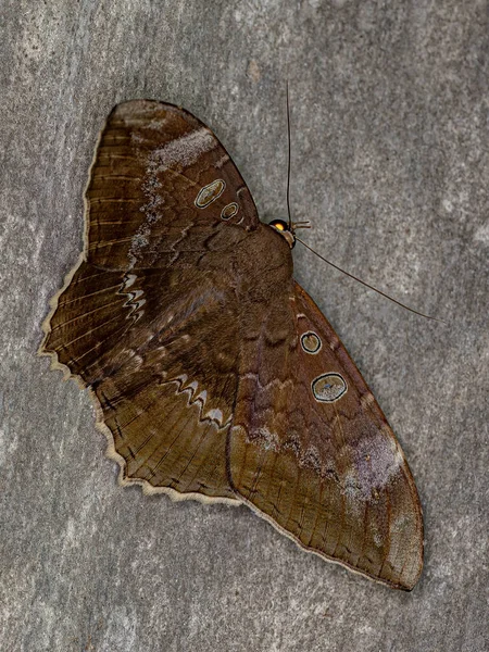 Dospělí Ovocný Piercing Moth Druhu Cyclopis Caecutiens — Stock fotografie