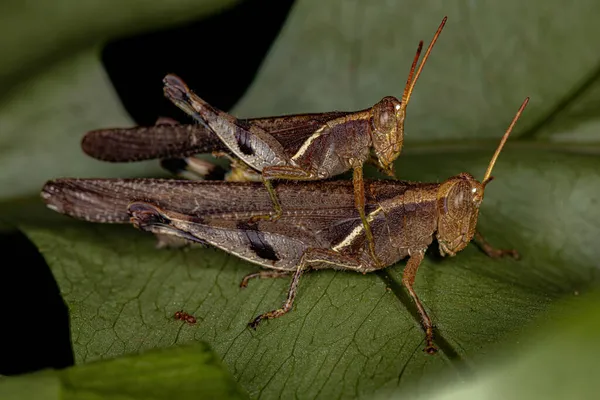 Ausgewachsene Kurzhörner Heuschrecken Der Familie Acrididae — Stockfoto