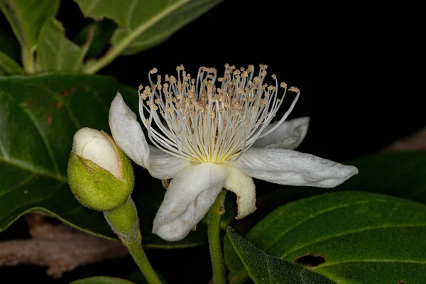 Genus Psidiumの小さなグアバスの花 — ストック写真