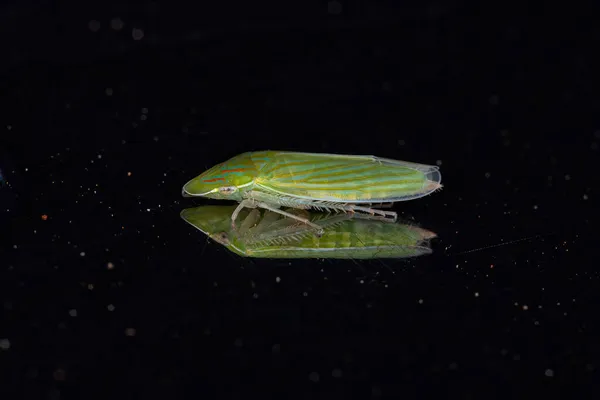 Ενηλίκων Τυπικό Φύλλο Της Genus Spangbergiella — Φωτογραφία Αρχείου