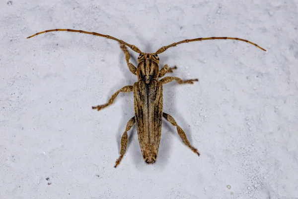 adult flat-faced longhorn beetle of the species bisaltes bimaculatus
