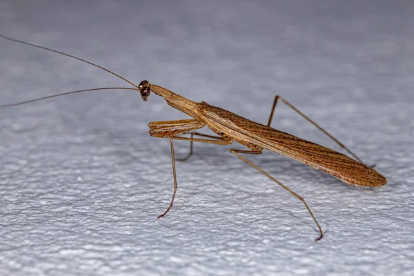 Дорослих Thespid Mantis Сімейства Thespidae — стокове фото