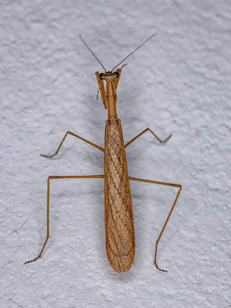 Adult Thespid Mantis Της Οικογένειας Thespidae — Φωτογραφία Αρχείου