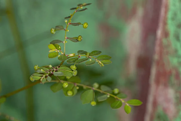 Mascarene Island Leaf Flower Plant Species Phyllanthus Tenellus Flowers Fruits — Stock Photo, Image