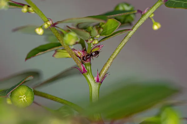 Brachymyrmex Suvun Aikuinen Naaraspuolinen Rover Muurahainen Mascarene Island Leaf Flower — kuvapankkivalokuva