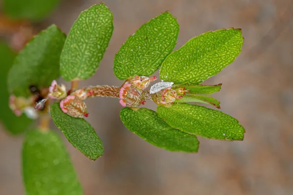 Mealybug Family Pseudoccidae Branch Plant Red Caustic Creeper Species Euphorbia — стоковое фото