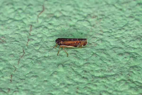 Liten Vuxen Typisk Leafhopper Släktet Planicephalus — Stockfoto