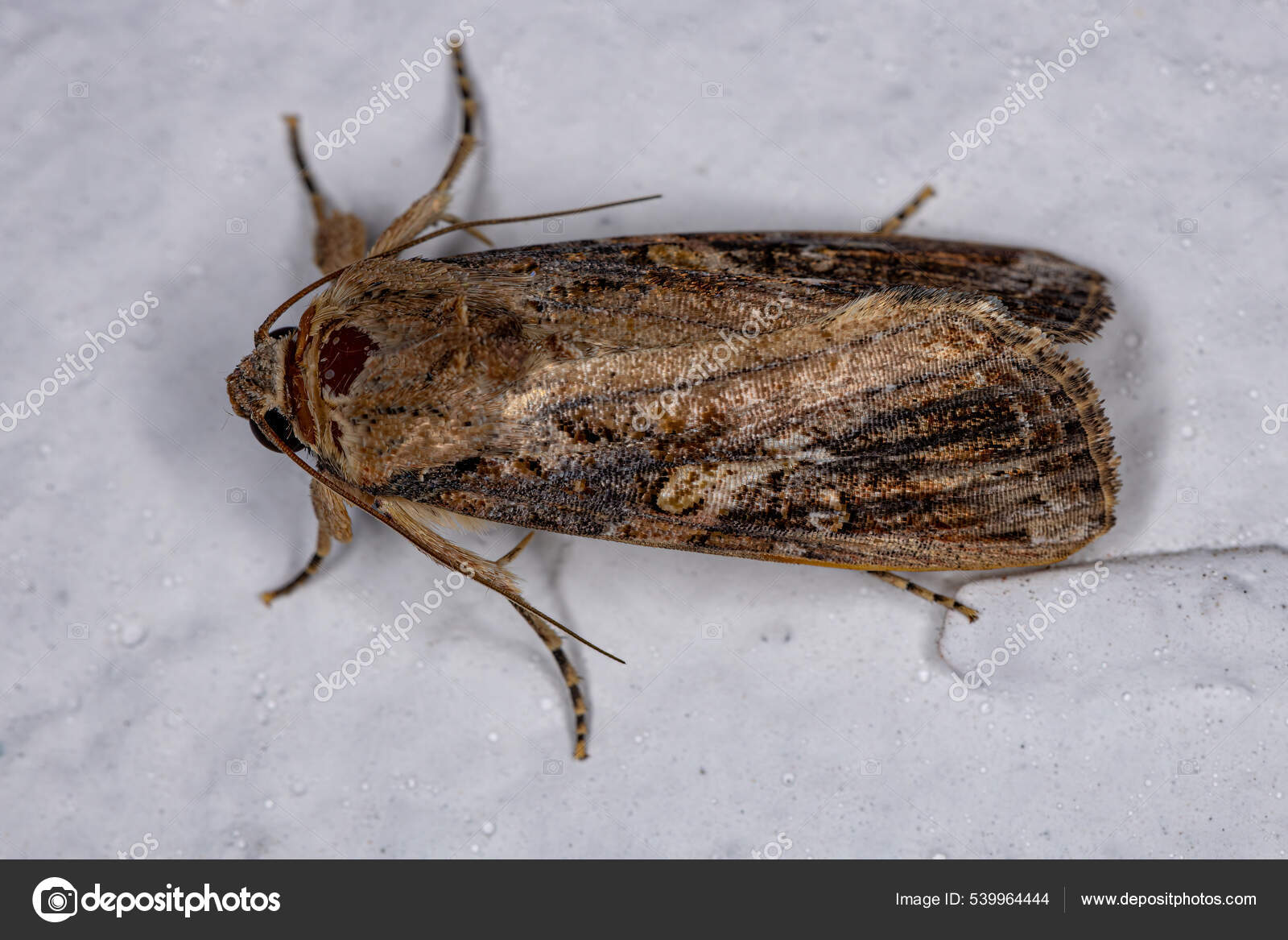 Are Armyworms Harmful To Dogs