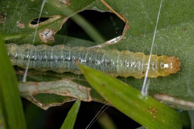Small Green Caterpillar of the order lepidoptera