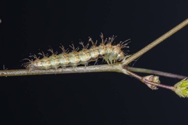 Small Plume Moth Caterpillar of the Family Pterophoridae