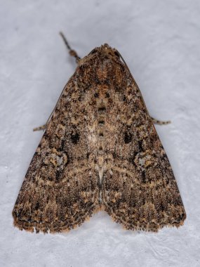 Condica cinsinin yetişkin kahverengi güvesi