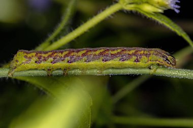 Green moth caterpillar of the Genus Condica