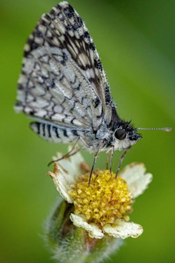 Burnsius orcus türünün Yetişkin Orcus Checkered-Skipper güve böceği
