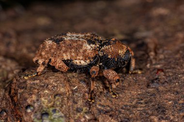 Curculionidae ailesinin Yetişkin Buğday bitleri