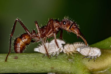 Adult Female Ectatommine Ant of the Genus Ectatomma protecting small white Treehoppers insects nymphs of the family Membracidae