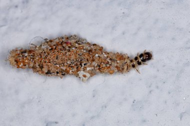 Small caterpillar cloth moth of the genus Phereoeca