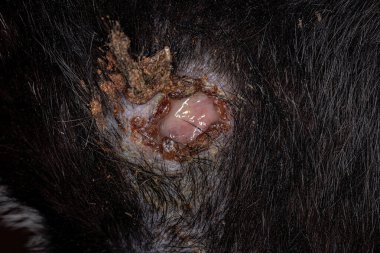 Open wound in the fur of a black cat