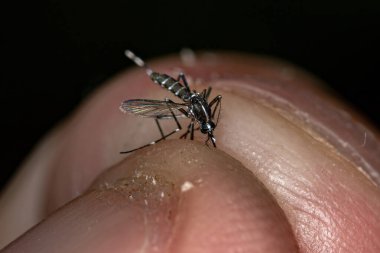 Ölü Yetişkin Asyalı Kaplan Sivrisineği Aedes albopictus