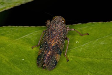 Coelidiinae Altfamilyasının Tipik Yetişkin Yaprak Hopper 'ı