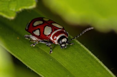 Omophoita argus türünün yetişkin pire böceği.