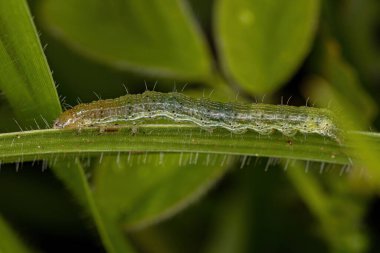 small moth caterpillar of the Order Lepidoptera