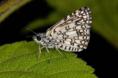 Burnsius orcus türünün Yetişkin Orcus Checkered-Skipper güve böceği