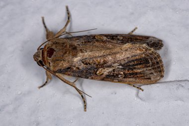 Adult Armyworm Moth of the genus Spodoptera clipart