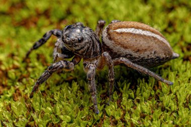 Adult female Jumping Spider of the Genus Freya clipart
