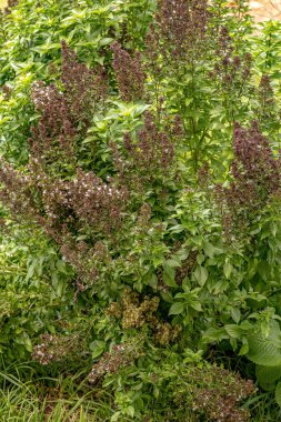 Sweet Basil Plant of the species Ocimum basilicum