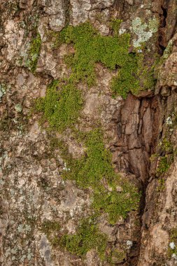 Bryopsida sınıfının Yeşil Gerçek Yosun 'ları