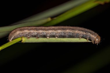 small moth caterpillar of the Order Lepidoptera