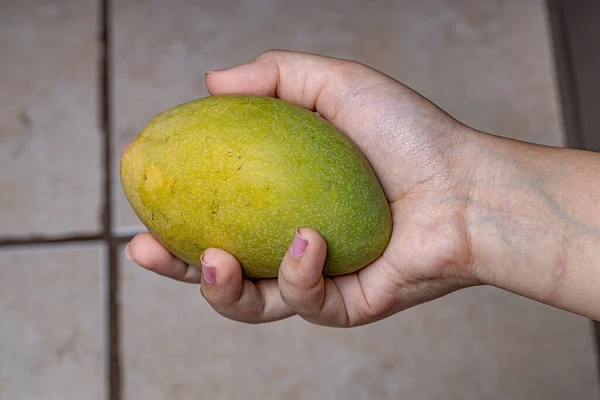 Hand Person Holding Green Mango Fruit — Stockfoto