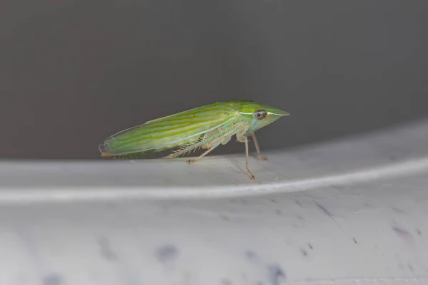 Adult Typical Leafhopper Genus Spangbergiella — стокове фото
