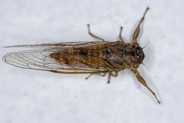 Adult Largeclasper Cicada Tribe Taphurini — Zdjęcie stockowe