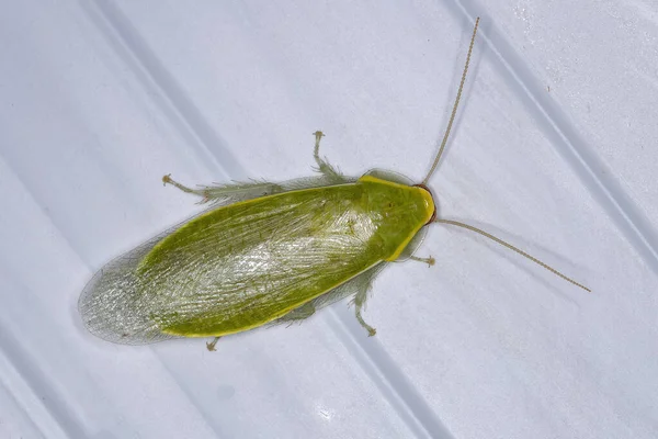 Ενηλίκων Green Giant Κατσαρίδα Του Genus Panchlora — Φωτογραφία Αρχείου