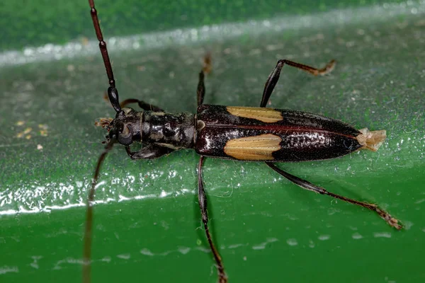 Adult Typical Longhorn Beetle Species Gnomibidion Fulvipes — Stock Photo, Image