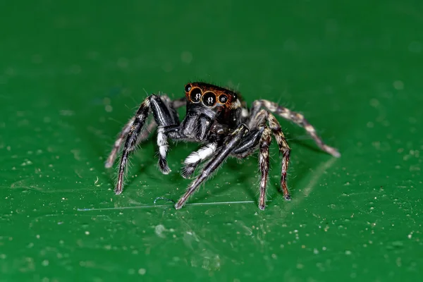 Adult Male Adanson House Jumping Spider Species Hasarius Adansoni — Stok fotoğraf