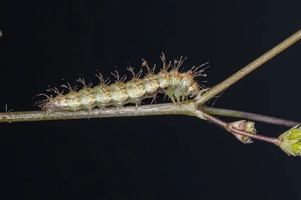 Small Plume Moth Caterpillar Family Pterophoridae — Stock Fotó