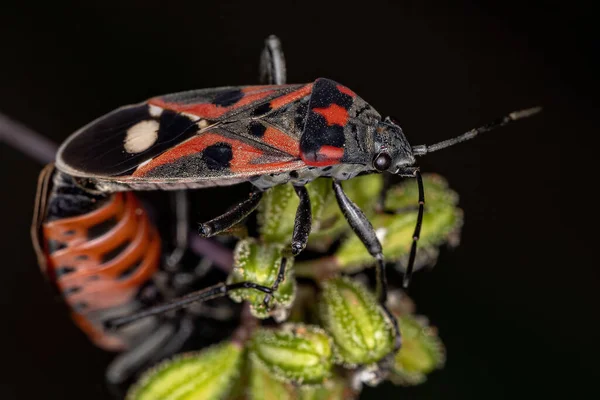 Lygaeus Alboornatus Fajhoz Tartozó Kifejlett Magrovarok — Stock Fotó