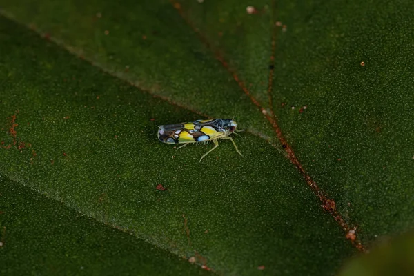 Adult Brazilian Leafhopper Species Protalebrella Brasiliensis — Stock fotografie