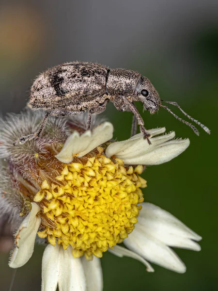 Adult Broad Nosed Weevil Tribe Naupactini Tridax Daisy Flower Species — Stock fotografie