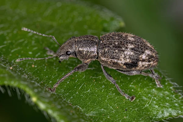 Adulti Dal Naso Largo Weevil Della Tribù Naupactini — Foto Stock