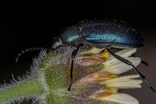 Adult Comb Clawed Darkling Beetle Subtribe Xystropodina Tridax Daisy Flower — Stock Fotó