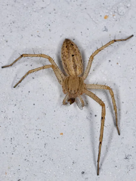 Adult Female Running Crab Spider Family Philodromidae Preying Fly — стоковое фото