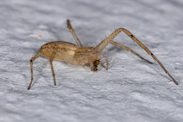 Adult Female Running Crab Spider Family Philodromidae Preying Fly — Stockfoto