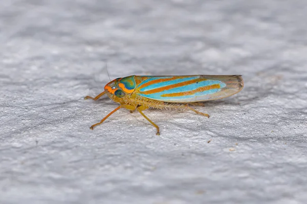 Small Typical Leafhopper Species Ferrariana Trivittata — Stock fotografie