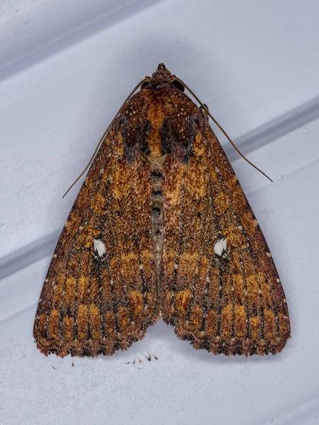 Adult Brown Moth Species Condica Mobilis — 스톡 사진
