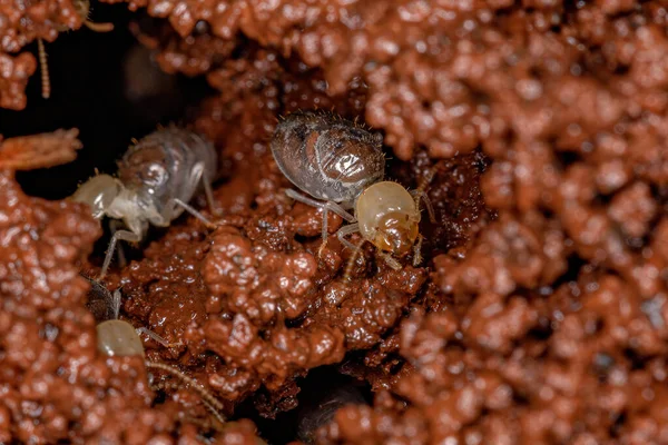 Small Worker Termites Epifamily Termitoidae Building Termite Mound Manipulating Wet — ストック写真
